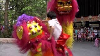 Northern Lion Dance Singapore Zoo - Chinese New Year