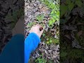 picking a wildflower bouquet