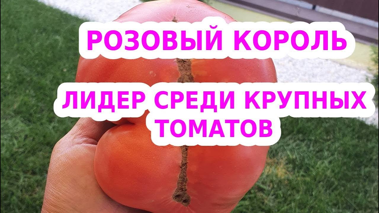 Томат розовый король. Помидоры сорт розовый Король. Томат Тарасенко розовый. Розовый Король.