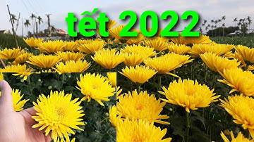 Cận cảnh chậu cúc pha lê nở trước tết 2022