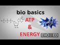 The Role of ATP in Cellular Energy Transfer