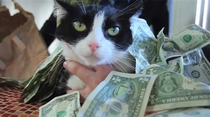 KITTY APOCALYPSE