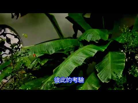 只有分離（黄莺莺）