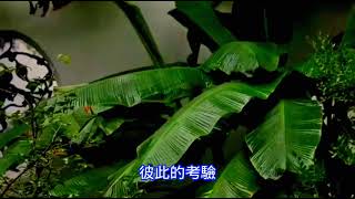 只有分離（黄莺莺）