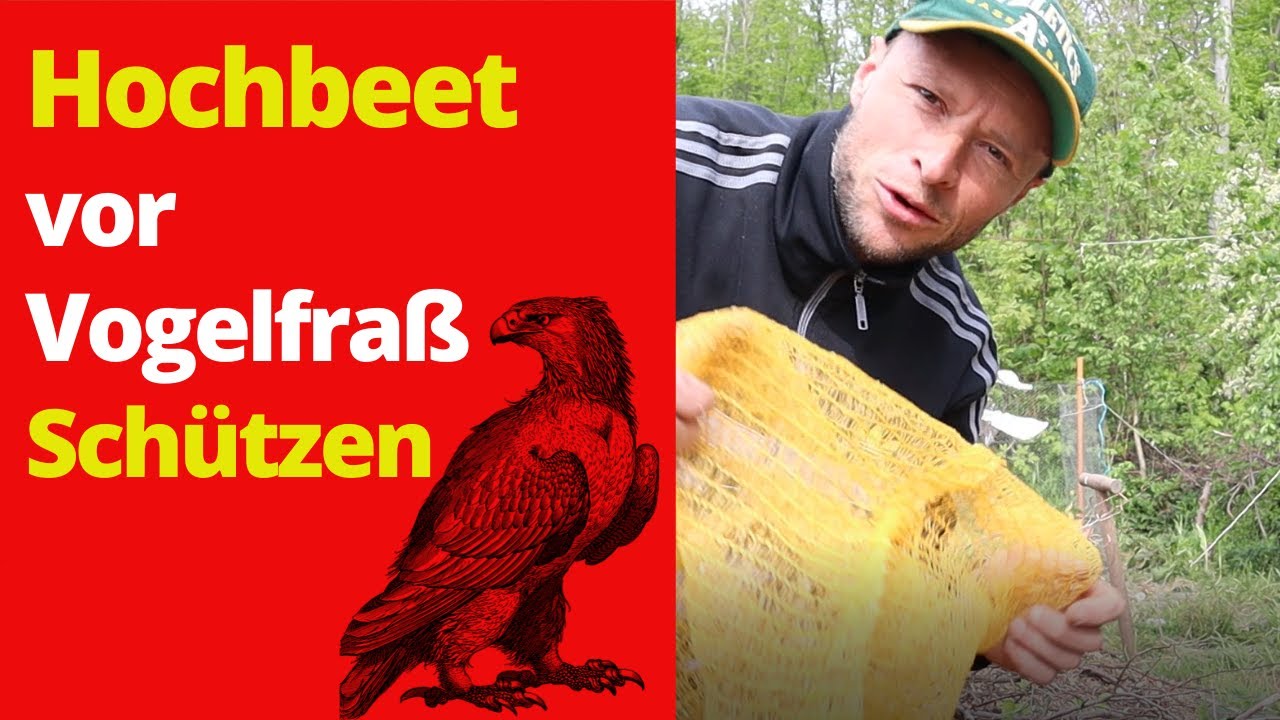 Hochbeet vor Vogelfra schtzen  - 3 Besten Mittel. Kennst Du sie?
