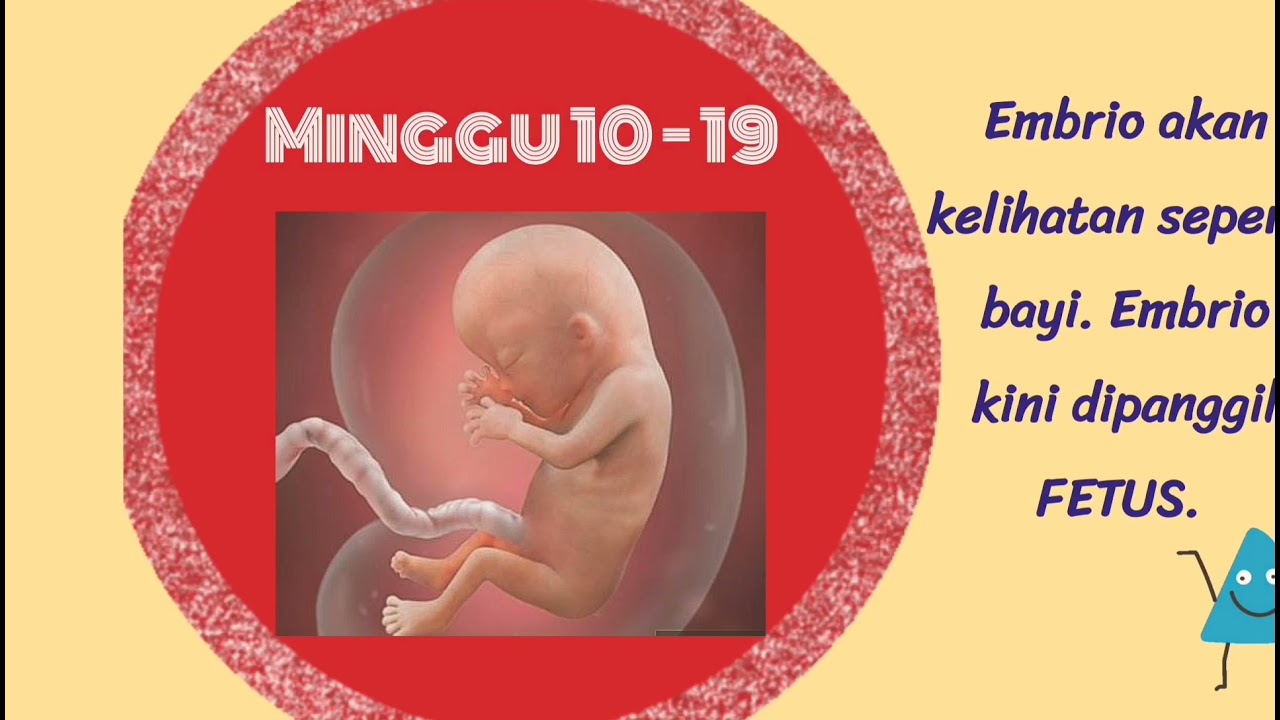 Sains Tingkatan 1 Bab 4 4 4 Persenyawaan Dan Kehamilan Youtube
