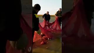 ❄️ Рыбалка сетями на Карском море