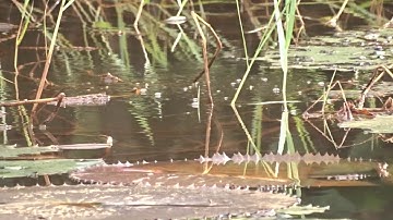 Pha câu cá lóc bằng vịt đỉnh cao của thanh niên chủ ao