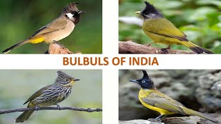 Bulbuls of India 🇮🇳 | Birds | Indian Birds