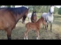 134ll Orphan Foal Finds A New Mum, Australian Brumby challenge Lara Beth