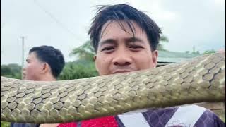 NAGLALAKIHANG KING COBRA SA RESIDENTIAL AREA | NA RESCUE NG BUHAY