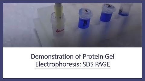 Demonstration of Protein Gel Electrophoresis: SDS PAGE
