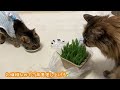【しっぽをなくしたくーちゃん】猫草食べたい気持ちだけある。ペイッてする