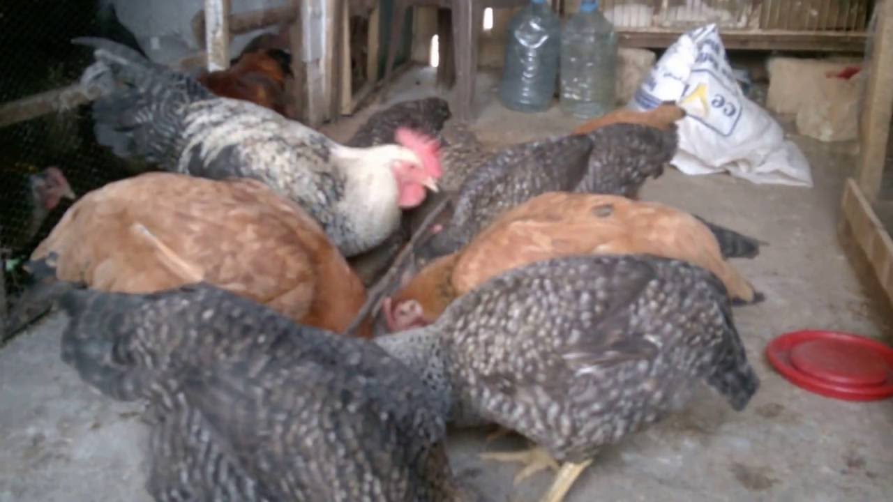 Poulet bleu hollande YouTube