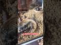 Poo Coffee - Luwak Coffee