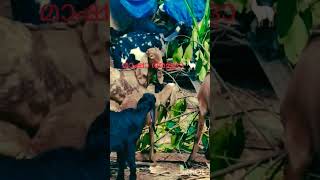 ആടകൾകക ദഹനകകടന...