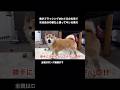 察知能力がすごい。 #柴犬