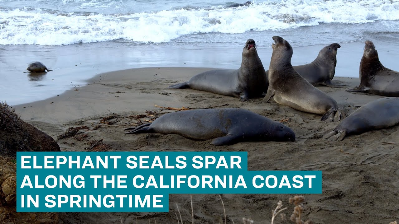 Tilbud Metafor galning Elephant seals spar along the California coast in springtime - YouTube
