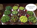 What I Plant in A Day: All About Sedums + Propagations ll Magpadami tayo ng Sedum Succulents