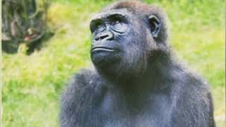 The Evolution of Primates, The Rise of Apes, The Sub-Men.