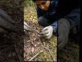 “Hidden Ant Life Revealed 🔍🐜 | Micro Camera Shot” #microcamera #ants #animals #shorts #ai