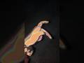 Hand Dance #handdance  #funwitheshal #trending #song