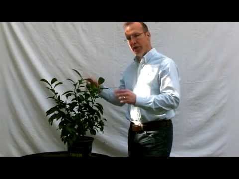 citrus-tree-fruit-production