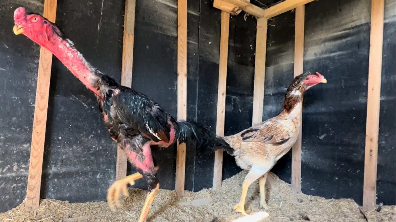 ХУРОЗ  ИШКИБОЗЛАРИ УЧУН АЖОЙИБ ВИДЕО/ОХУНОВ ДАКАНЛАРИ