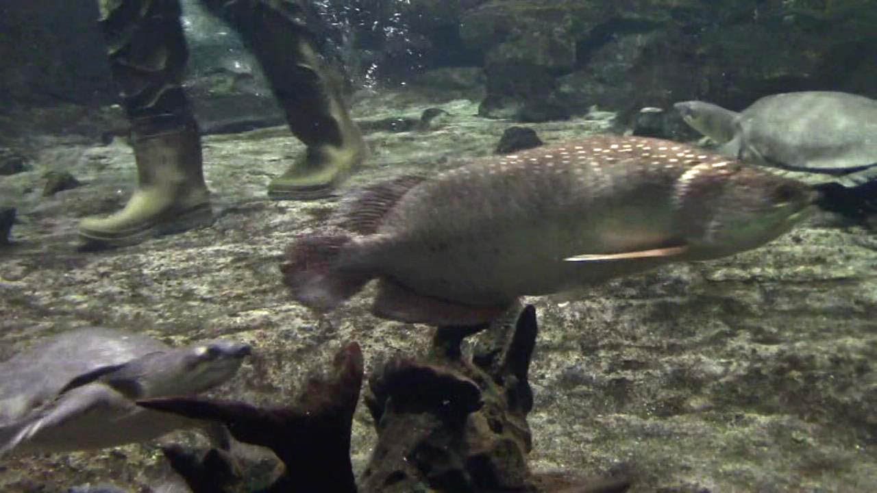オーストラリアのテラリウム水槽 ノーザンバラムンディ スッポンモドキの給餌 名古屋港水族館 Gulf Saratoga Fly River Turtle Feeding Time Youtube オーストラリアのテラリウム水槽 ノーザンバラムンディ スッポンモドキの給餌 名古屋港水族館 Gulf Saratoga Fly River Turtle Feeding Time Youtube