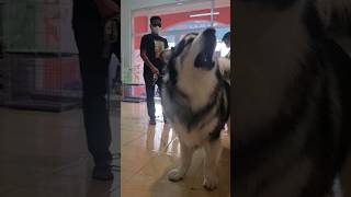 Suara Gonggong Anjing Serigala