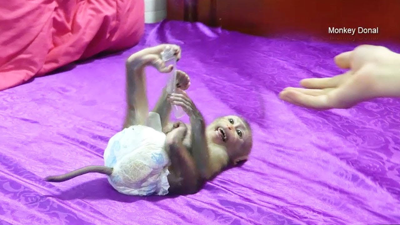 Monkey Baby Donal Scream And Run Escape When Mom Request Ice-cream Battle