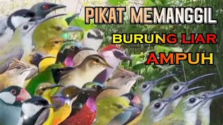 suara pikat burung liar panggilan koloni ampuh