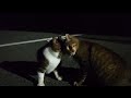 夜中に出会った仲のいいキジ白とキジトラ