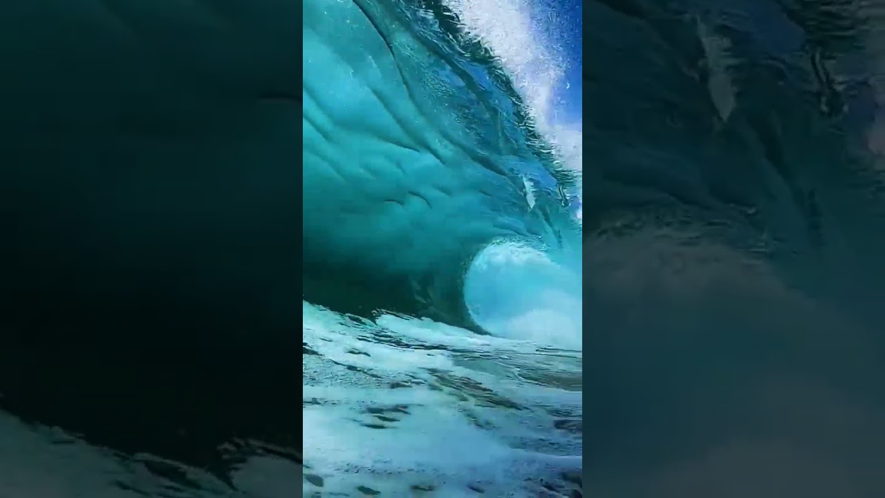 gran tiburón blanco 🦈🦈