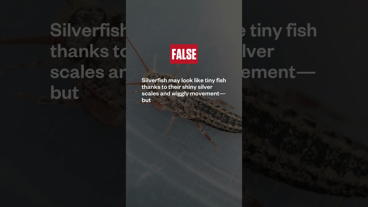 Are silverfish actually fish??? 🤔 