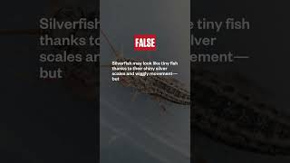 Are silverfish actually fish 🤔 #fish #insects #entomology #pest #facts