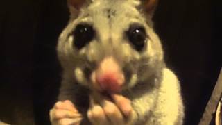 Aww, adorable cute furry possum, and hand feeding and to touch this amazing animal