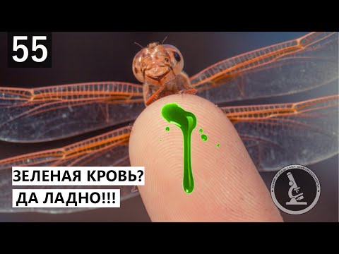 ЖИВОТНЫЕ, ЧЬЯ КРОВЬ НЕ КРАСНАЯ. ГОЛУБАЯ, ЗЕЛЕНАЯ, ФИОЛЕТОВАЯ КРОВЬ.