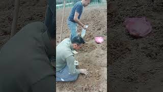 Amatör Çiftçiler Iş Başında