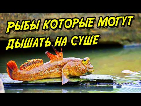 Рыбы которые живут в воде и на суше/рыбы которые могут дышать на суше