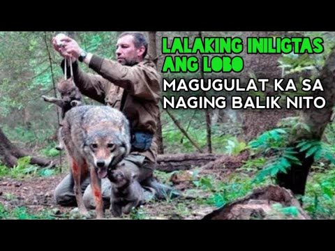 Video: Paano Manghuli Ang Lobo