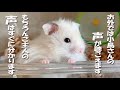 声に反応する ハムスター…特に主の声には 敏感です（笑）