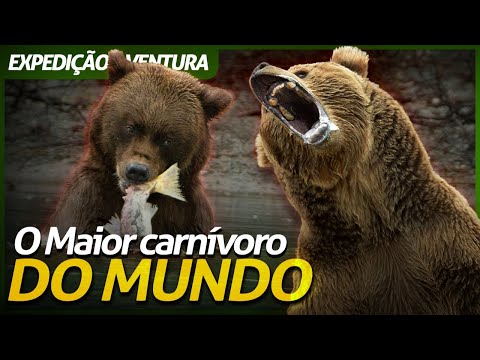 Vídeo: Kodiak é o maior urso do planeta