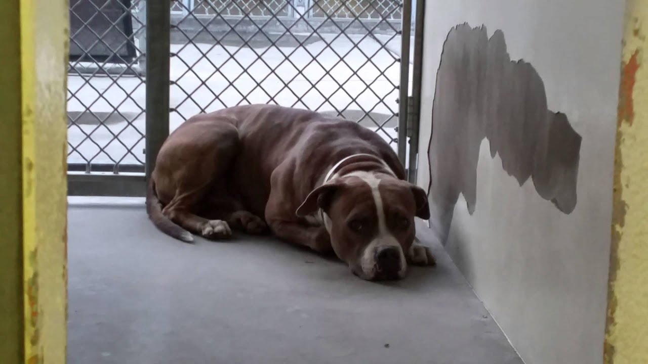 dog rescue videos hope for paws Very Scared 4 Year Male American Staffordshire