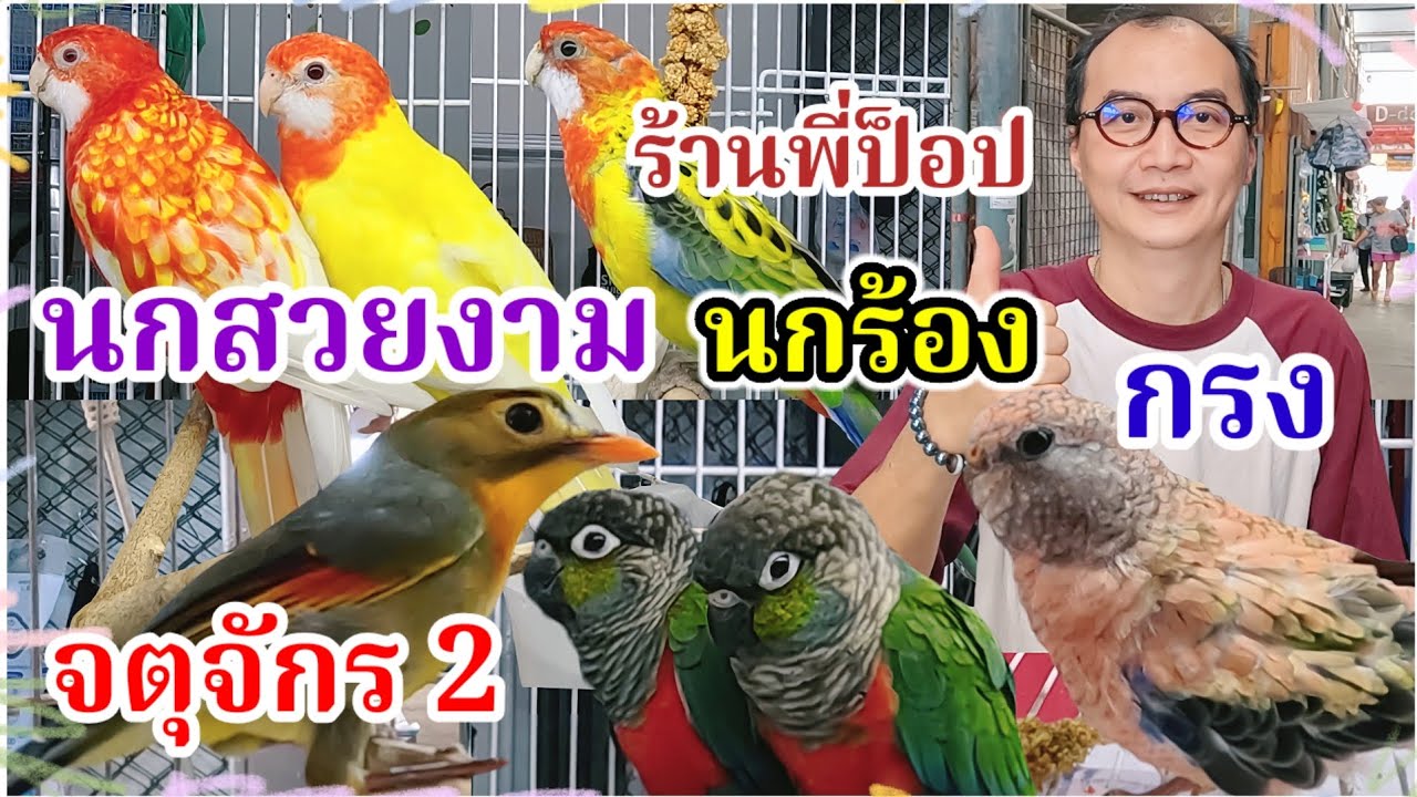 อัปเดตราคานกสวยงาม นกร้อง กรง จตุจักร2 มีนบุรี ร้านพี่ป็อป จัดส่งได้ 