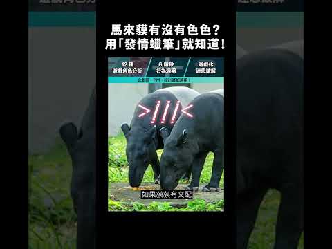 馬來貘有沒有色色？用「發情蠟筆」就知道！｜志祺七七 #shorts