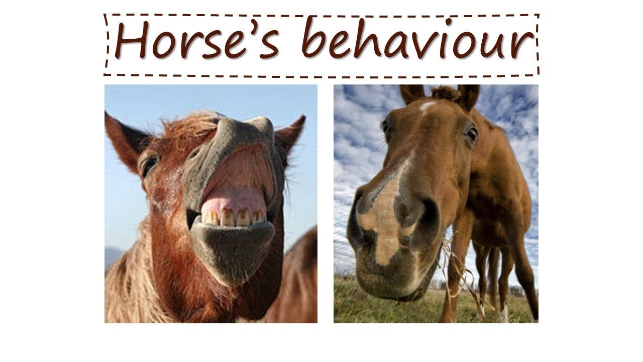 Equine behaviour: how horses perceive us - Vet students