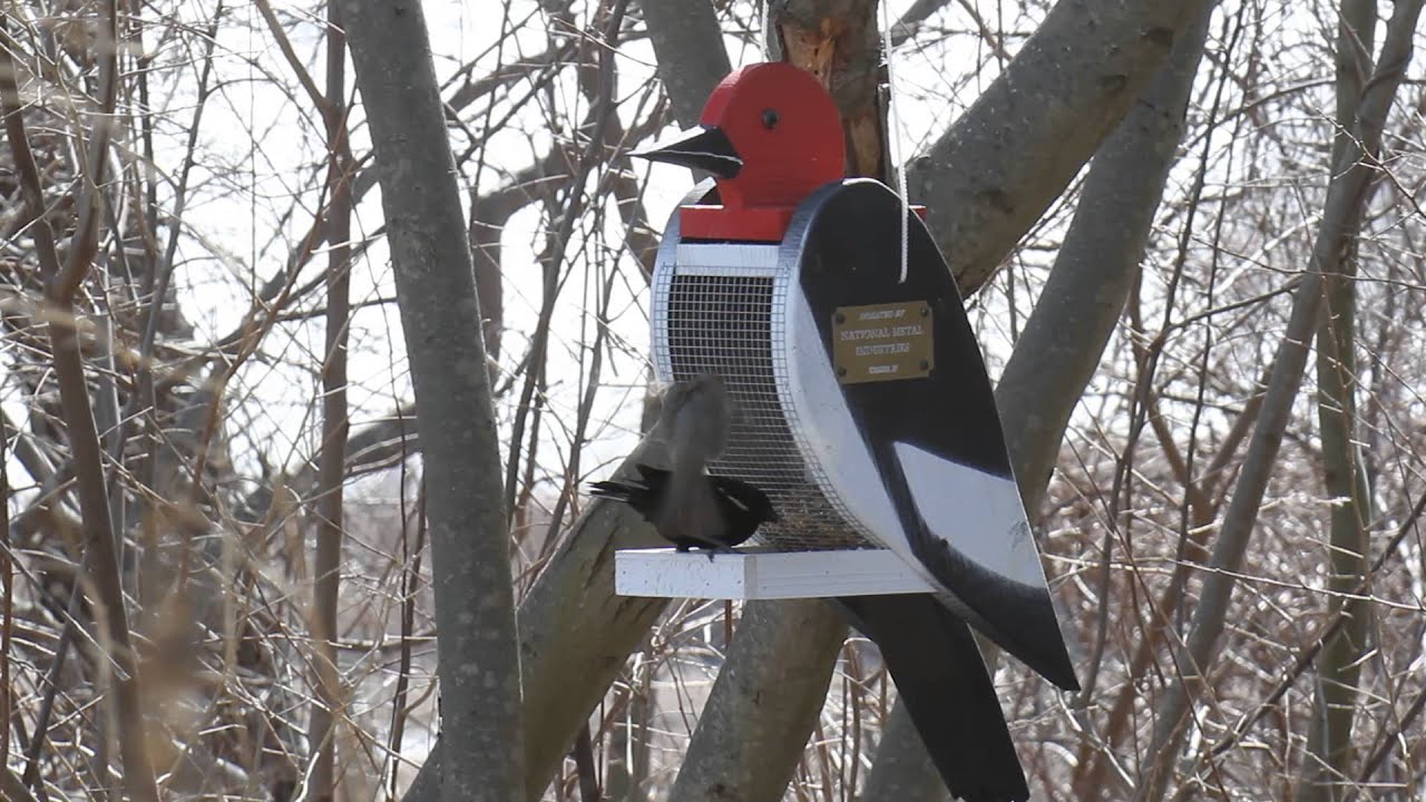 bird feeders for cardinals MNSA-Cam: 3/6/14 Birds on the National Metal Industries Bird Feeder