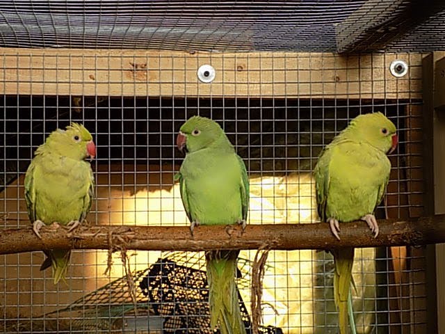 papugi aleksandretty obrożne-przenoszenie do woliery, Psittacula  krameri,Rose-Ringed Parakeet - YouTube