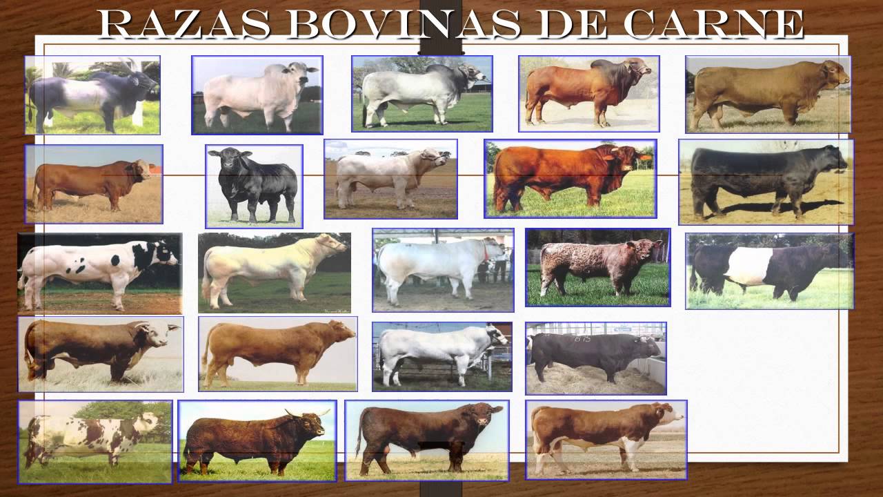 razas de bovinos YouTube